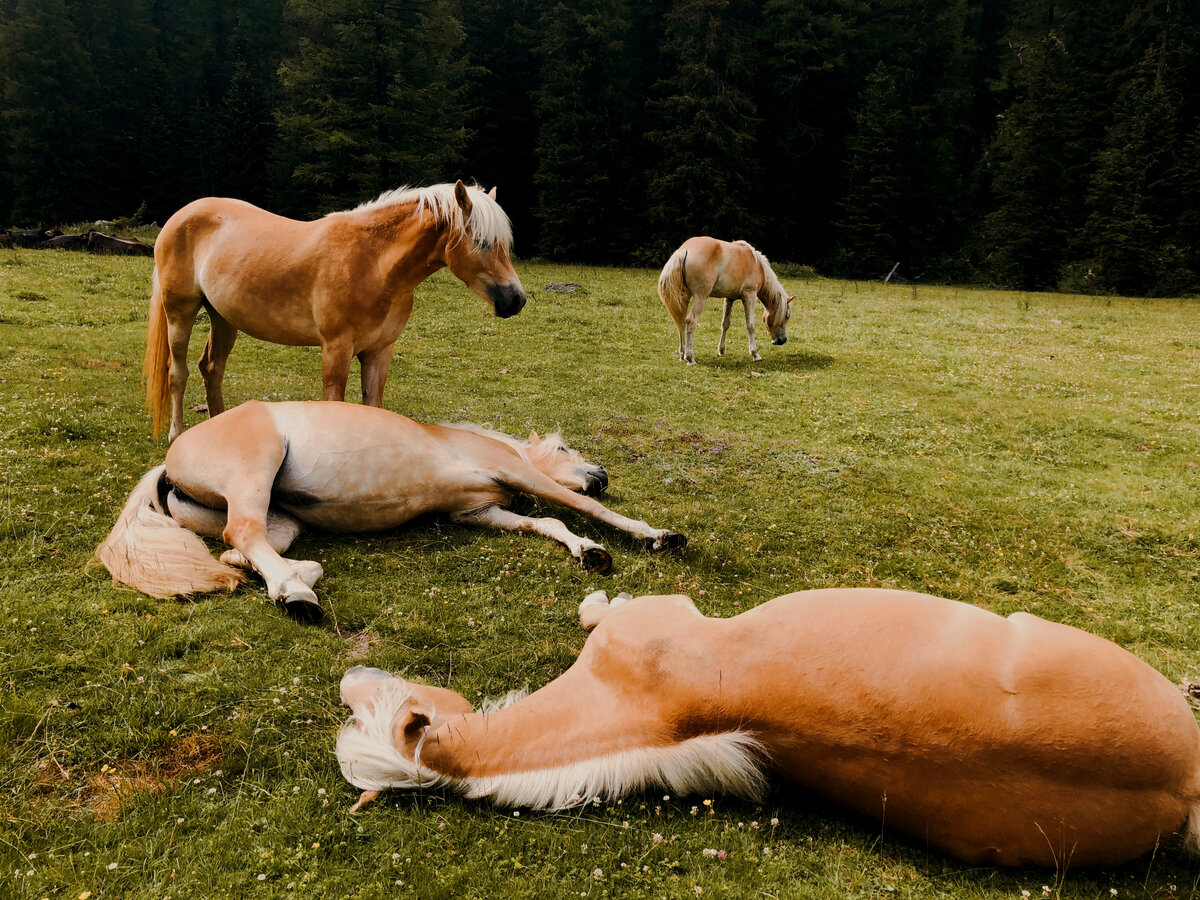 Gli Haflinger E Martalar